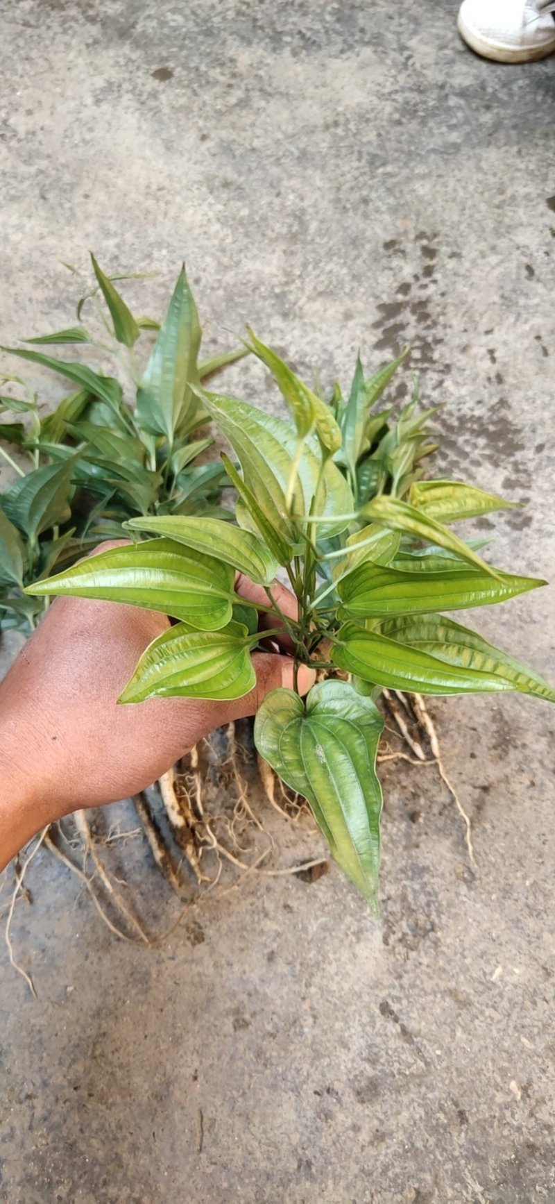 大良种百部种苗包教种植技术