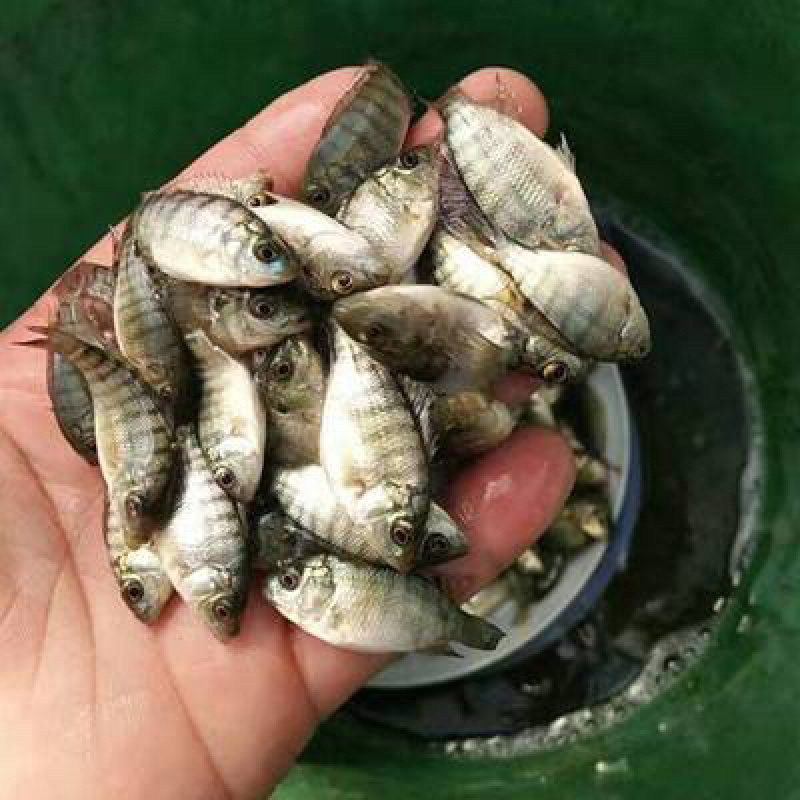 单性罗非鱼苗批发+海南一号罗非鱼苗+基地直供