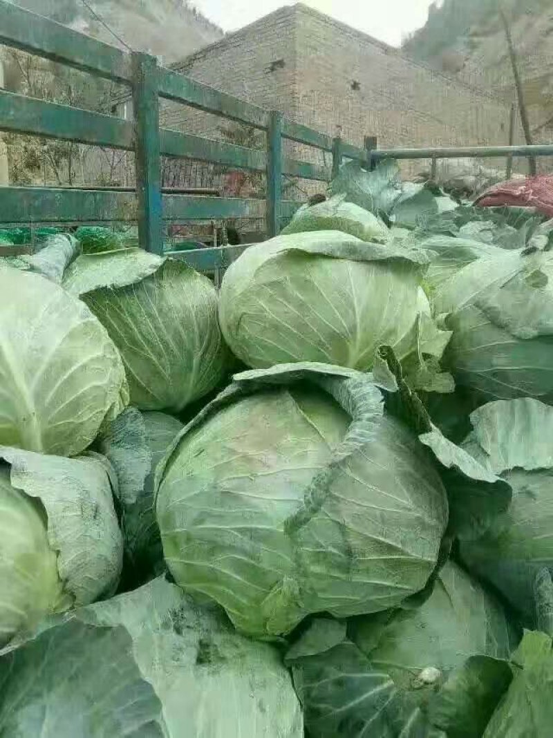 富硒苞菜扁包菜万亩基地任君选购一手货源，量大从优。