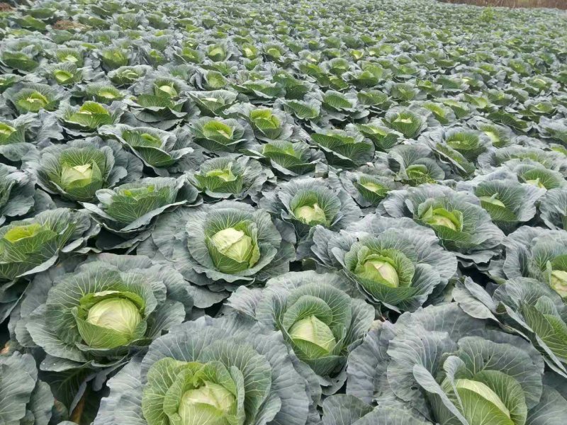 富硒苞菜扁包菜万亩基地任君选购一手货源，量大从优。