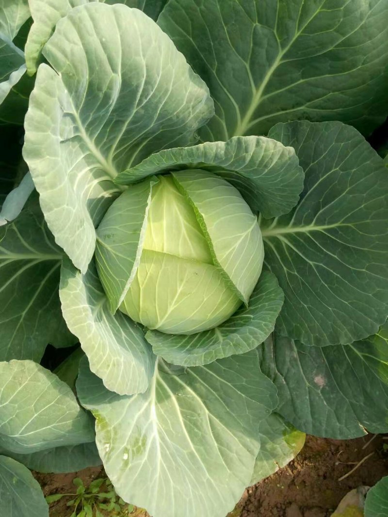 富硒苞菜扁包菜万亩基地任君选购一手货源，量大从优。