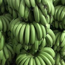 加工厂专用巴西香蕉天宝香蕉地蕉大降价啦