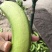 加工厂专用巴西香蕉天宝香蕉地蕉大降价啦