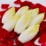 金玉兰菜，芽球菊苣，山东基地直发，3斤，5斤，一件代发