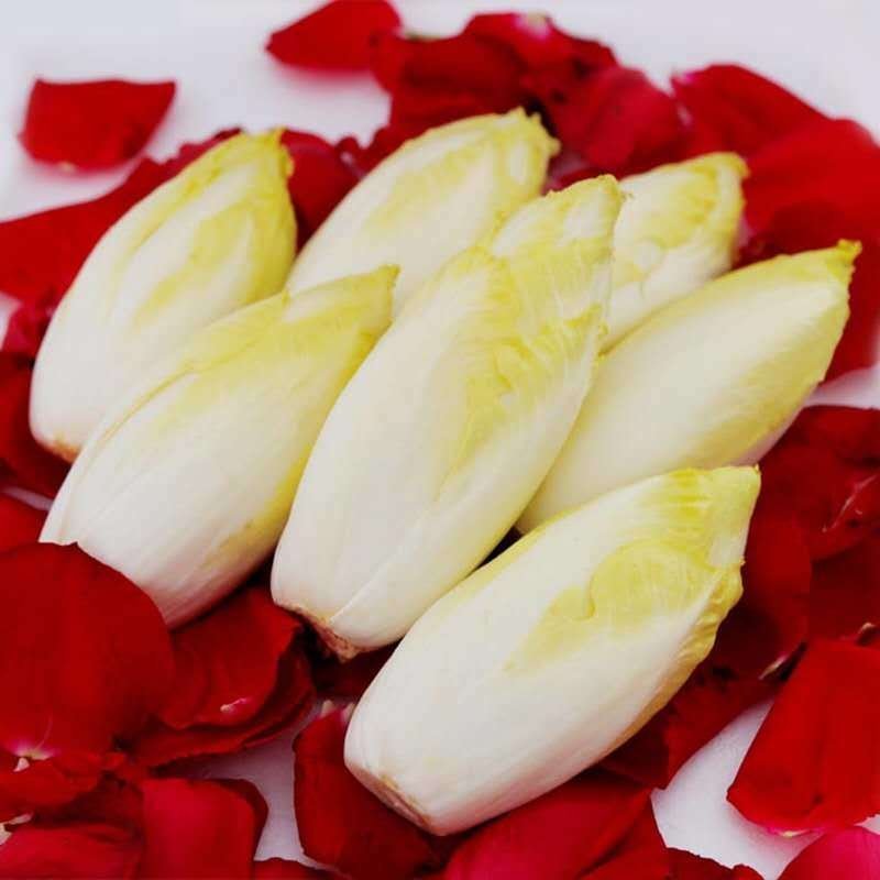 金玉兰菜，芽球菊苣，山东基地直发，3斤，5斤，一件代发