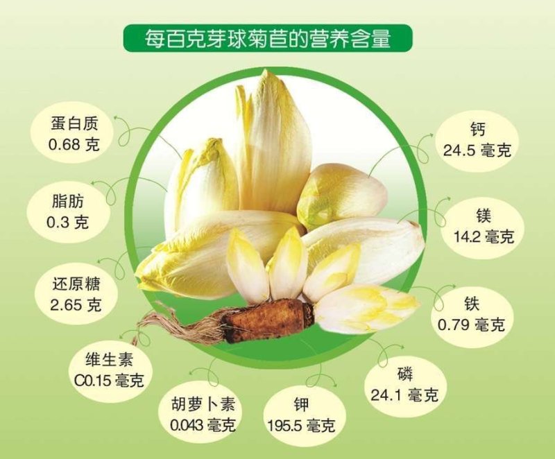 金玉兰菜，芽球菊苣，山东基地直发，3斤，5斤，一件代发
