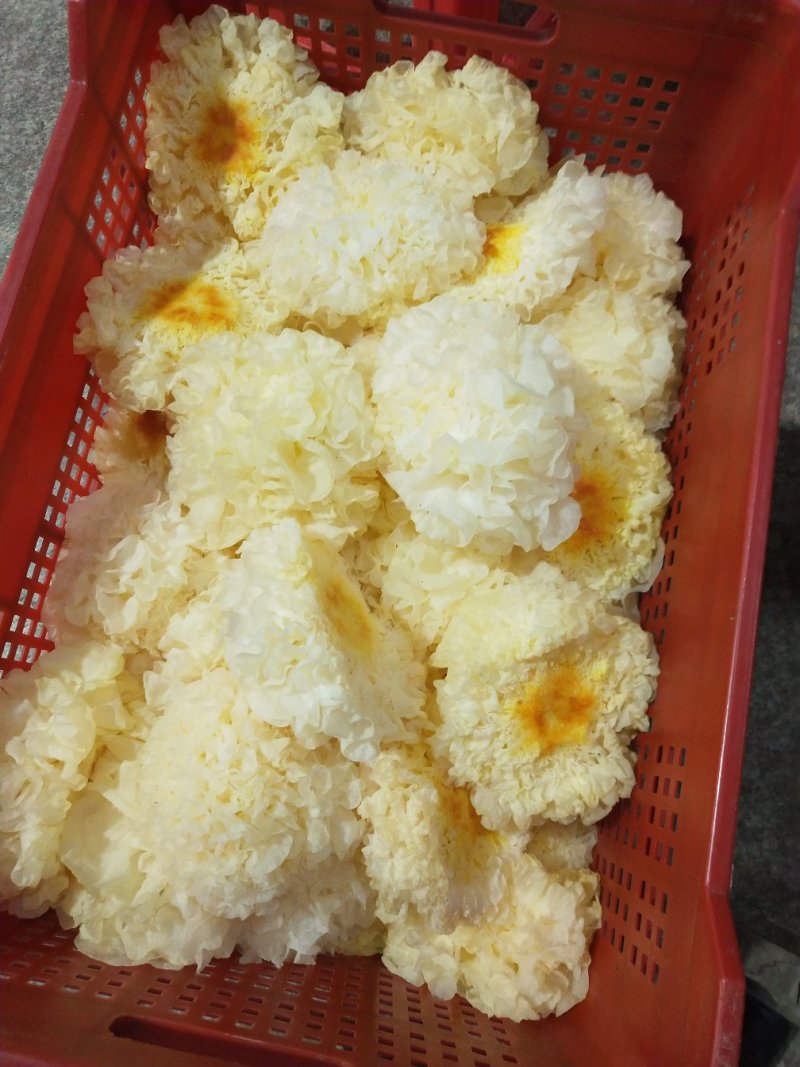 古田雪花银耳一级量大运费商议请按购买数量拍否则不发货