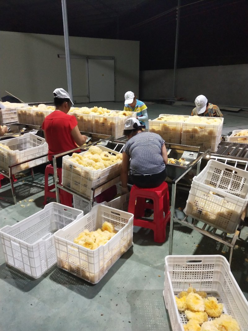 古田鲜银耳一箱6朵包邮按购买数量拍否则不发货谢谢