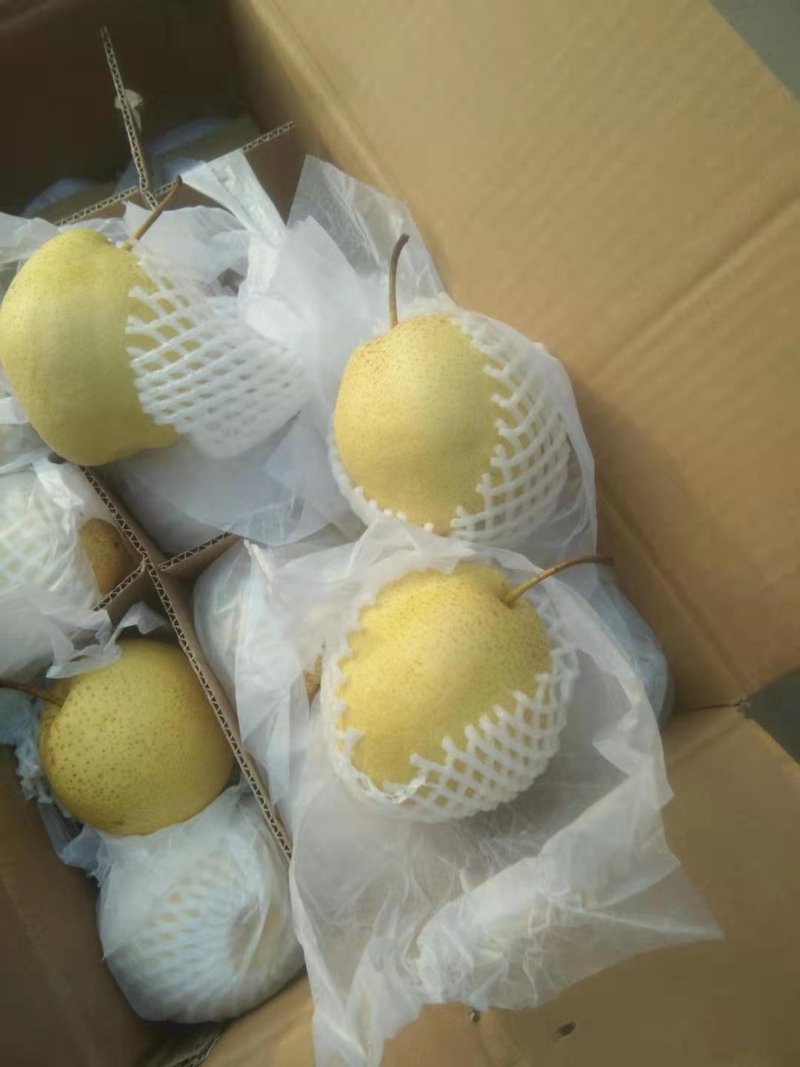 雪花梨甜脆，汁多口感好产地直销每天供应。，