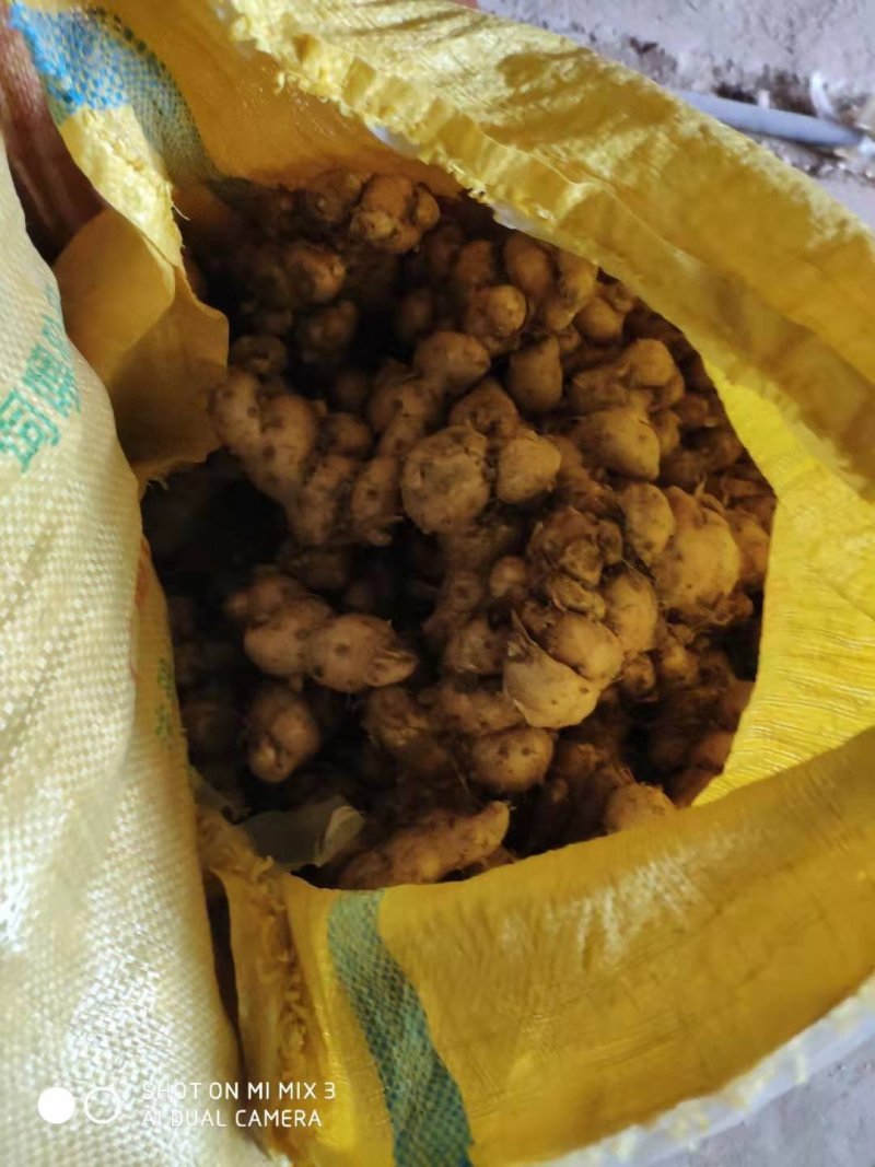 新鲜广东三赖沙姜山奈