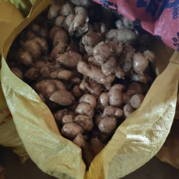 新鲜广东三赖沙姜山奈