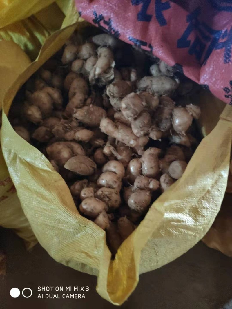 新鲜广东三赖沙姜山奈