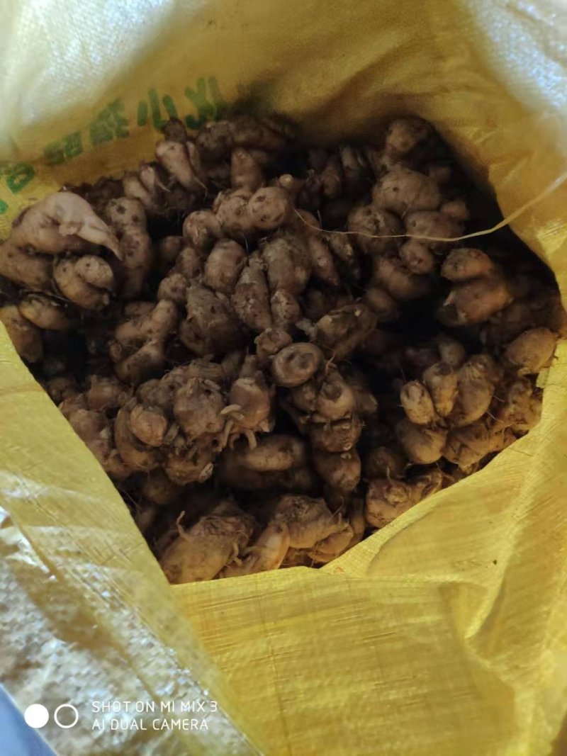 新鲜广东三赖沙姜山奈