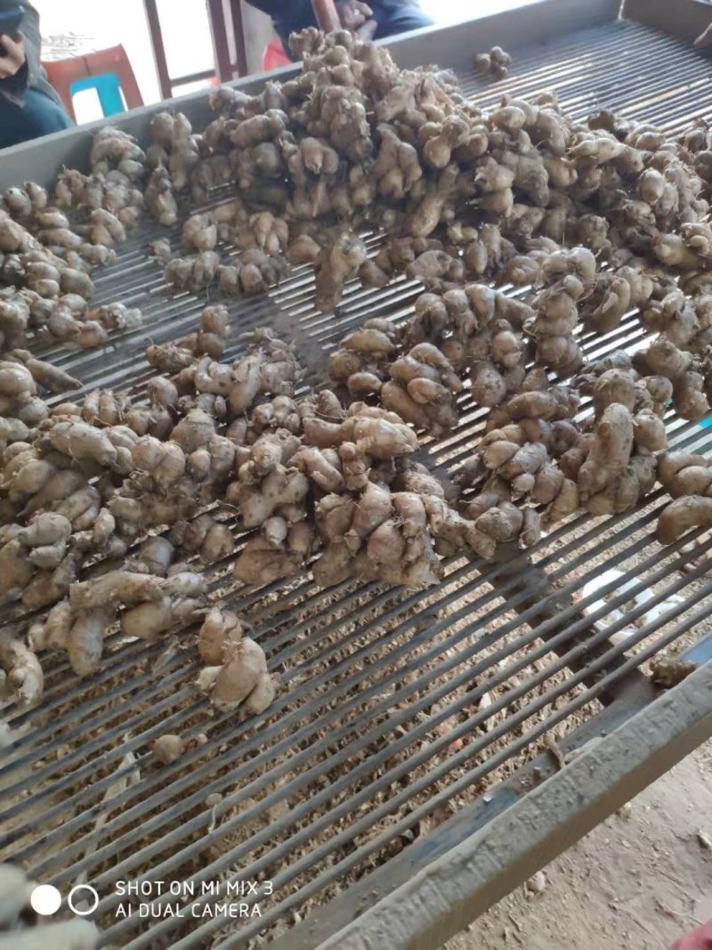 新鲜广东三赖沙姜山奈