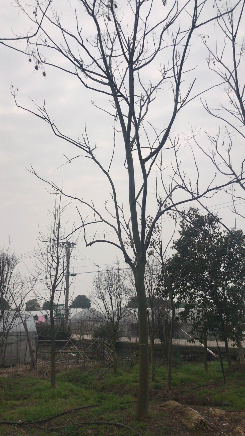 10到18公分规格黄山栾树