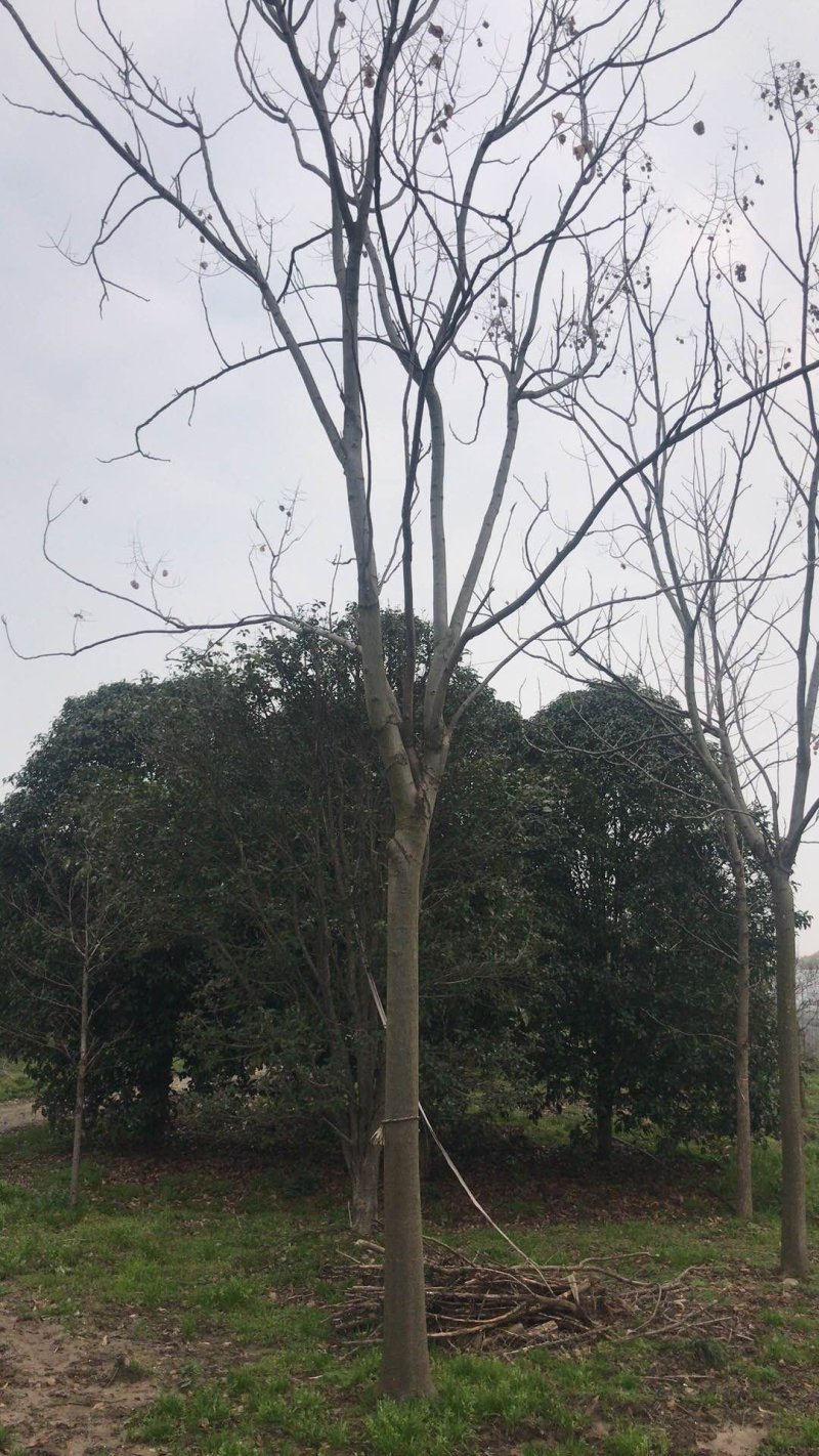 10到18公分规格黄山栾树