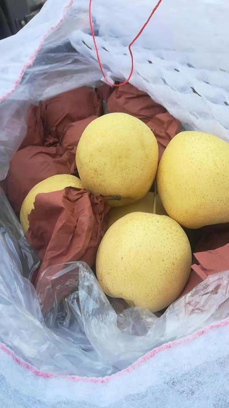雪花梨甜脆，汁多口感好产地直销每天供应。，