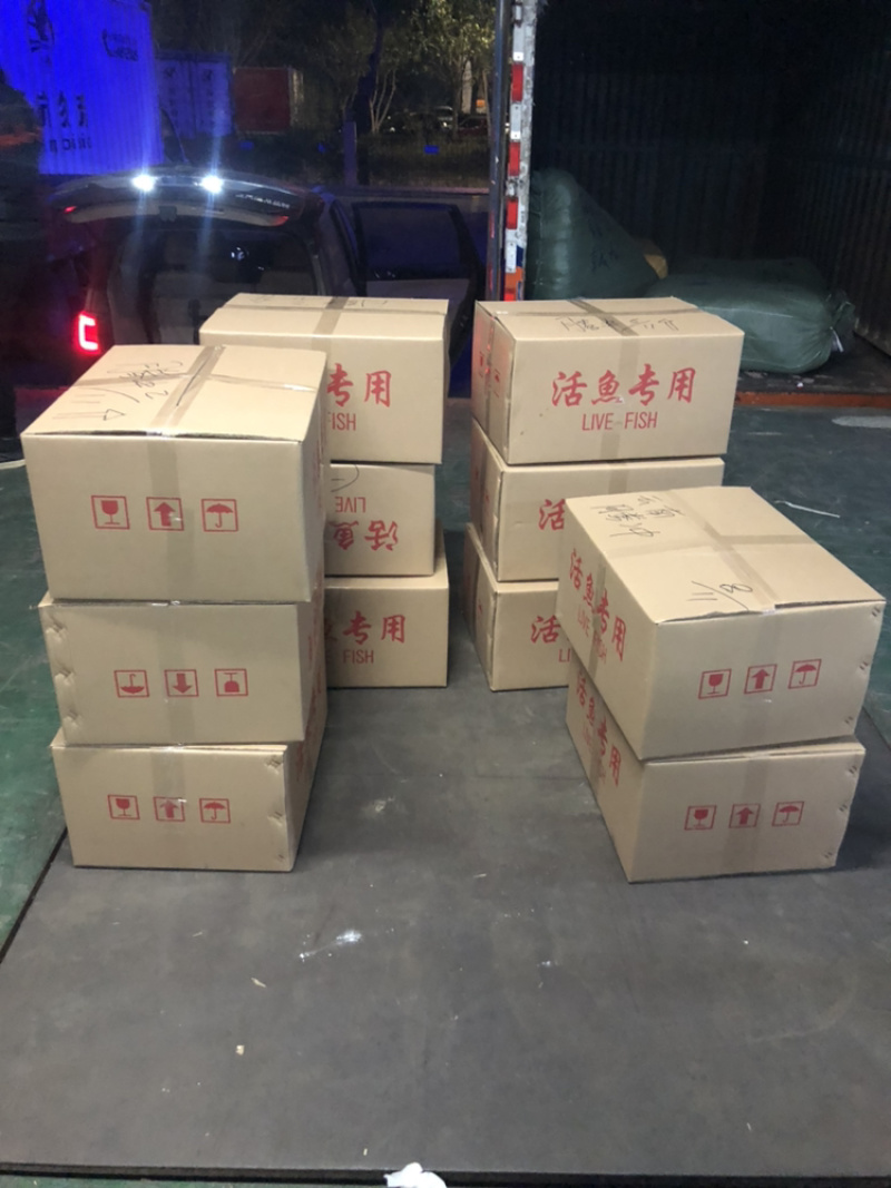 丁桂鱼苗批发+丁岁鱼苗+基地直供+包回收成品+包邮发货