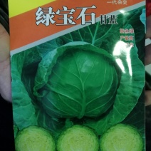 耐寒性绿宝石甘蓝种子品质好早熟个头均匀产量高