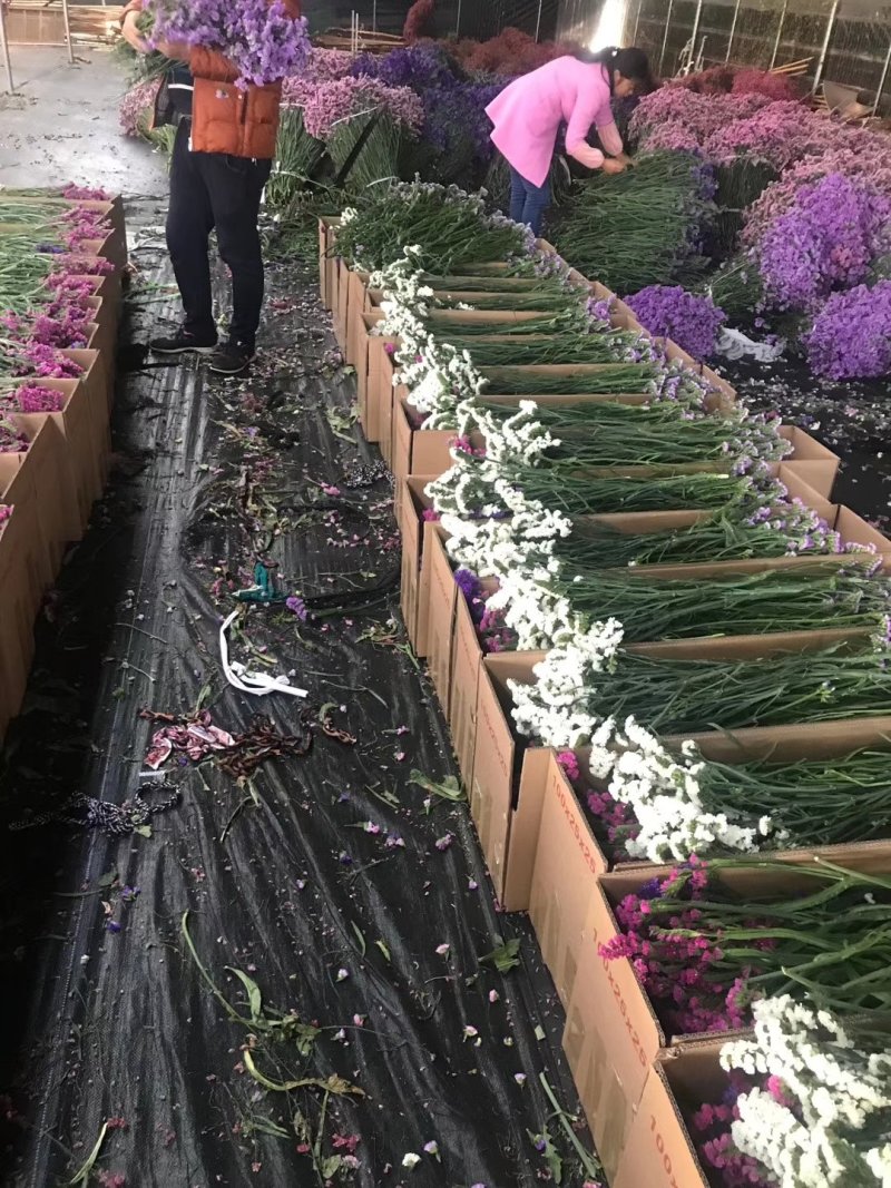 干花勿忘我