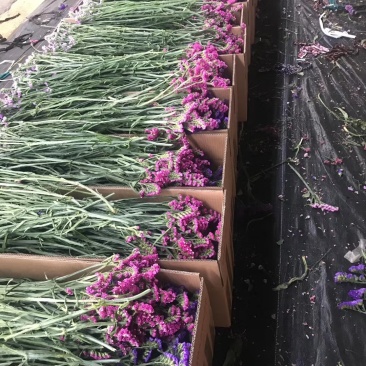 干花勿忘我