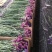 干花勿忘我