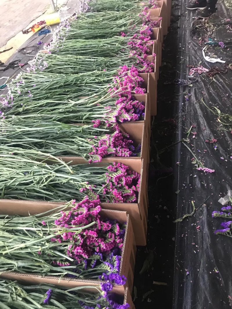 干花勿忘我