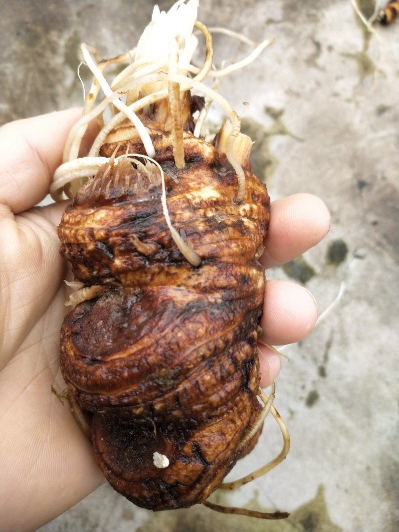 重楼七叶一枝花好品种高杆华重楼