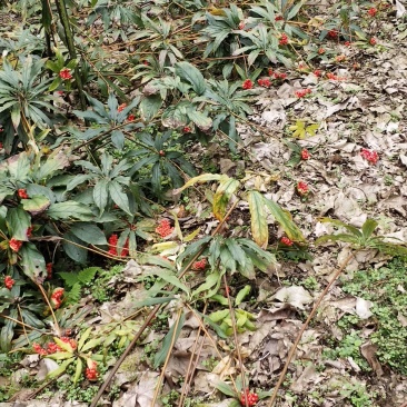 重楼七叶一枝花好品种高杆华重楼