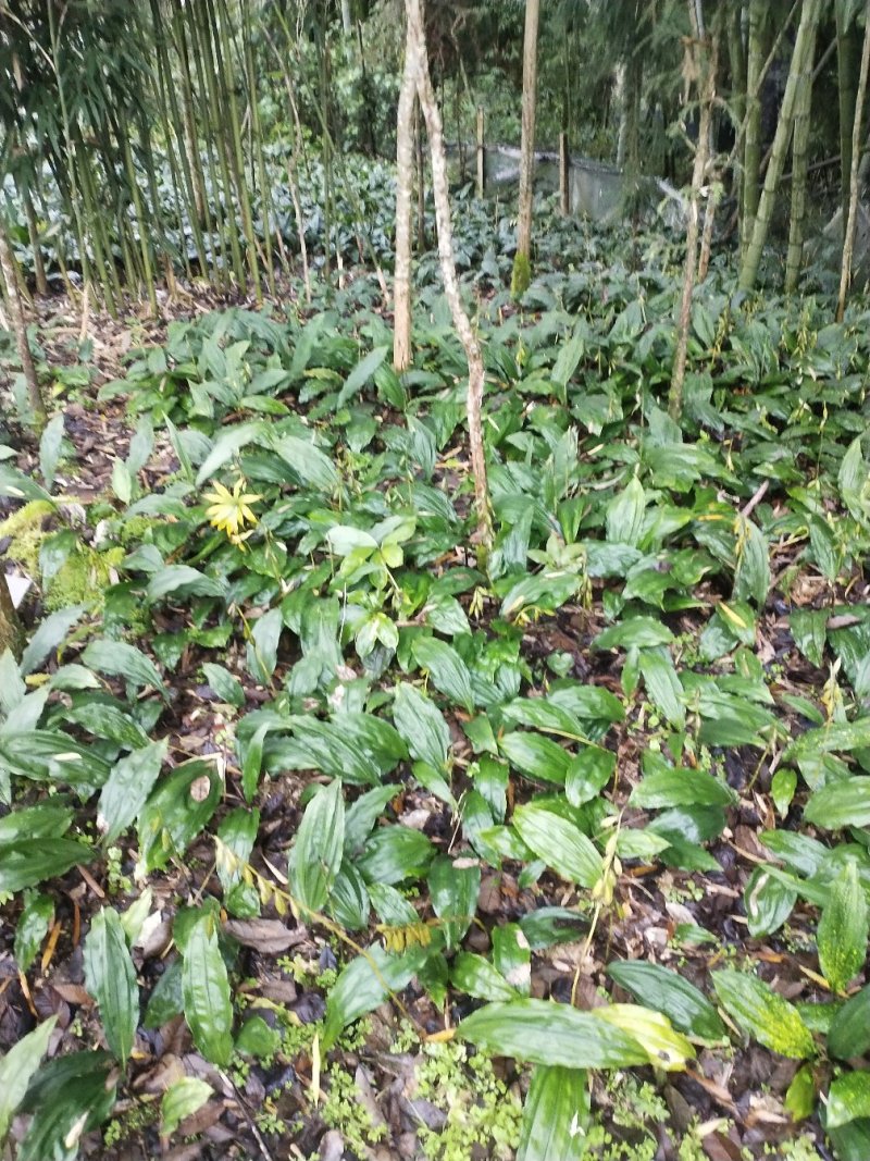 毛慈菇，全块茎，统货包邮
