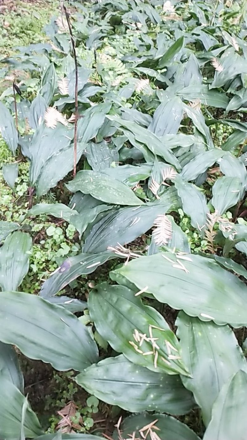 毛慈菇，全块茎，统货包邮