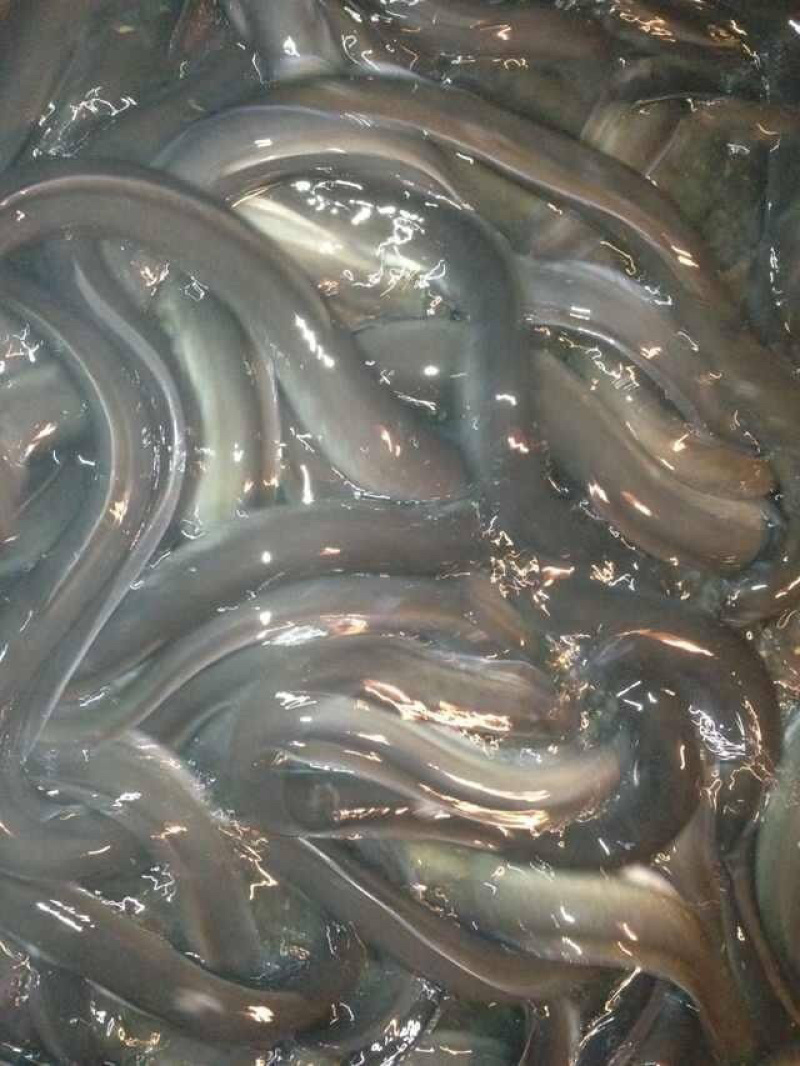 白膳鱼苗批发+鳗鱼苗+包回收+技术指导+基地直供