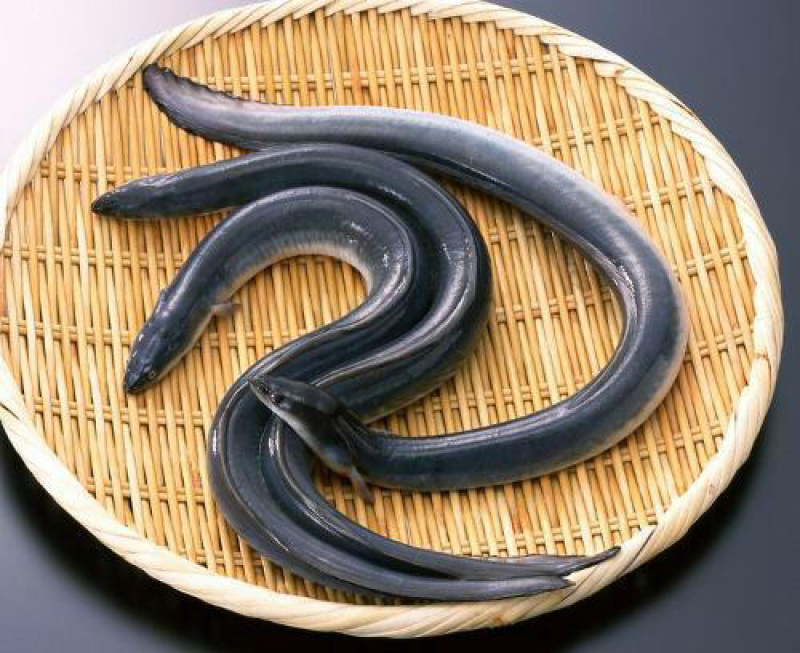 白膳鱼苗批发+鳗鱼苗+包回收+技术指导+基地直供