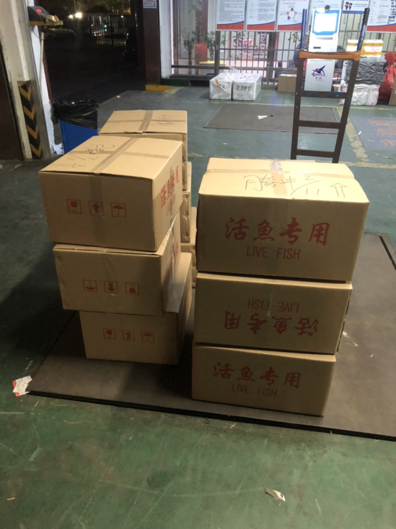 白膳鱼苗批发+鳗鱼苗+包回收+技术指导+基地直供