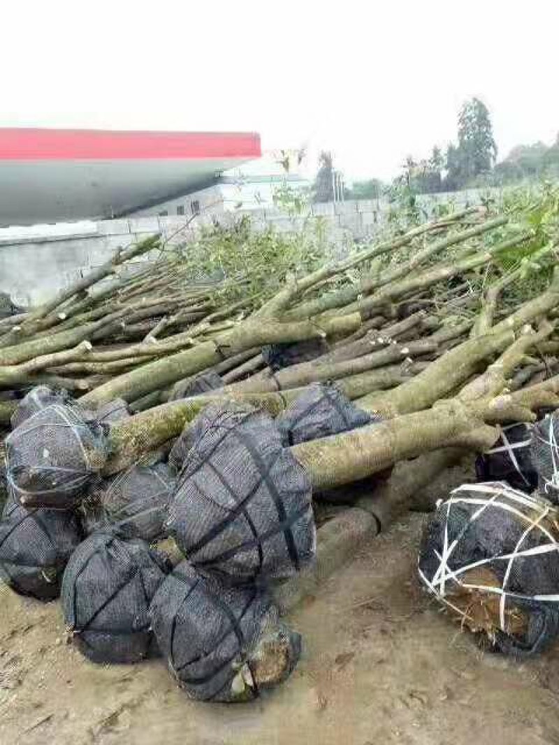 【热销中】占地桂花树，规格齐全，量大价优，保证成活率！