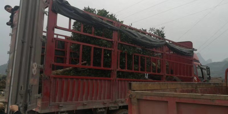 【热销中】占地桂花树，规格齐全，量大价优，保证成活率！
