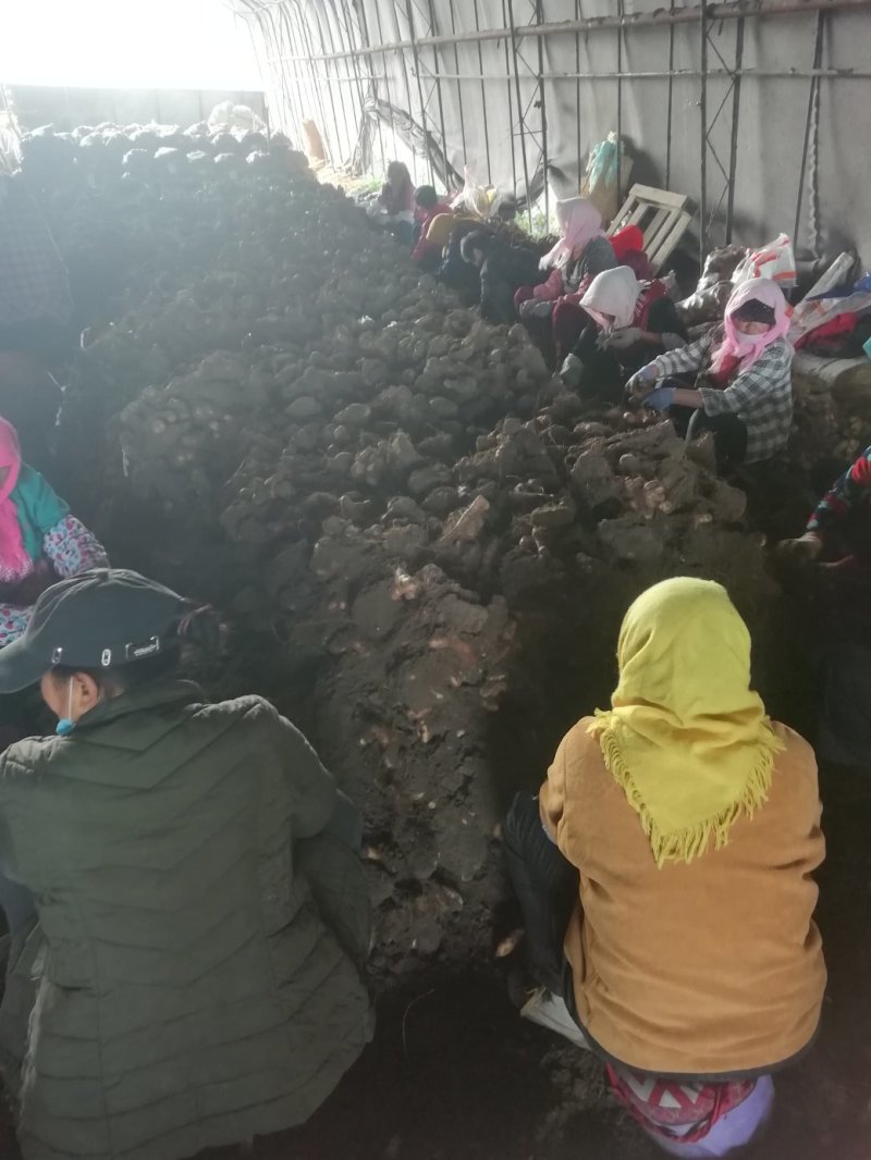 灵芝山药