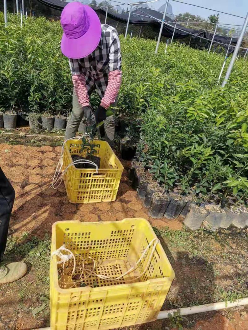 长期大量供应优质自育沃柑杯苗，地苗，欢迎实地考察