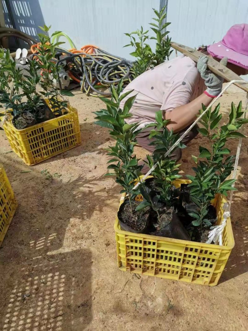 长期大量供应优质自育沃柑杯苗，地苗，欢迎实地考察