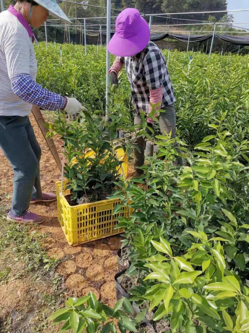 长期大量供应优质自育沃柑杯苗，地苗，欢迎实地考察
