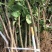 花椒苗,大红袍无刺花椒苗,南北种植,基地直销,量大质量好