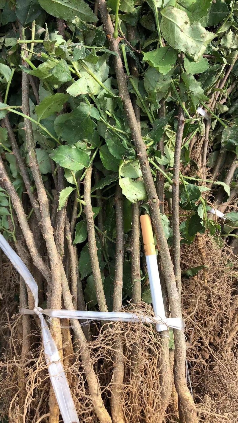 花椒苗，大红袍无刺花椒苗，南北种植，基地直销，量大质量好