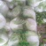 大白菜，河南焦作秦白二号大量供应，基地直供，一手货源