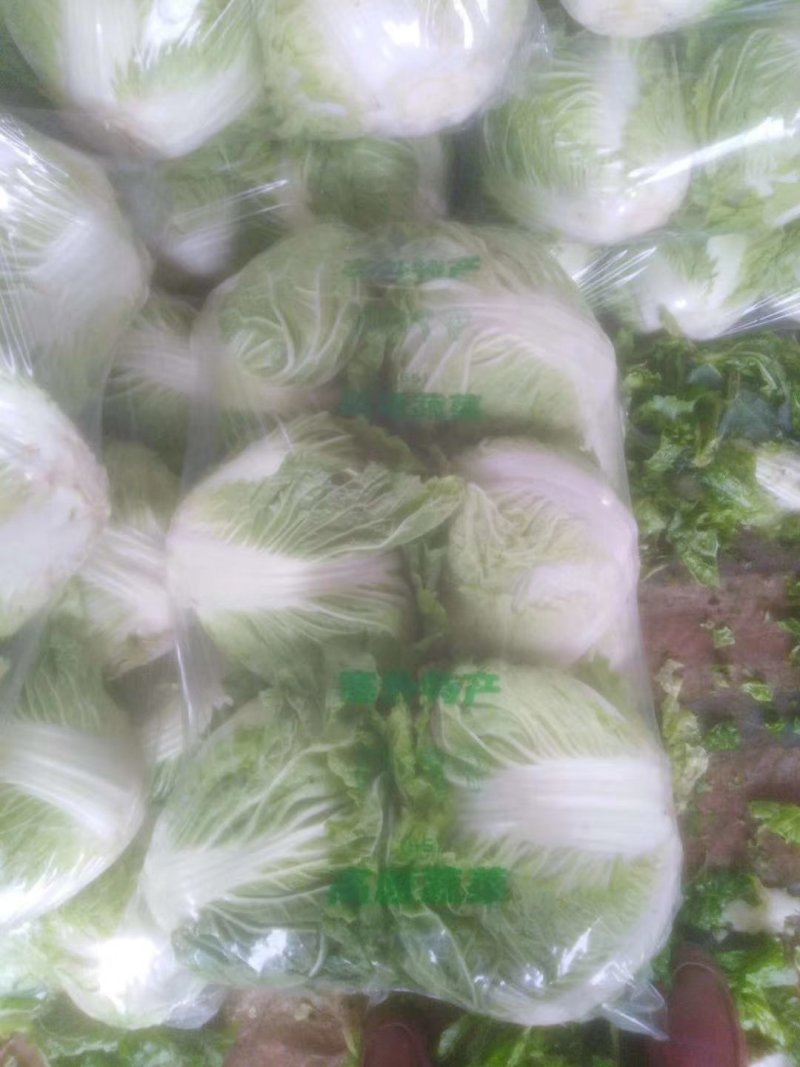 大白菜，河南焦作秦白二号大量供应，基地直供，一手货源