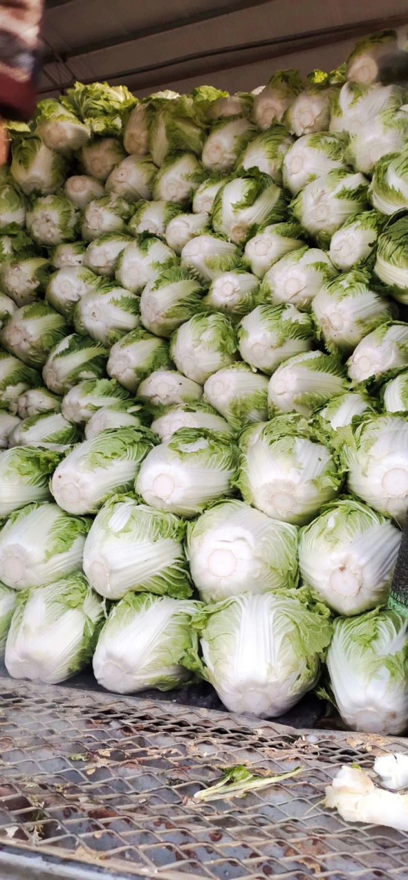 大白菜，河南焦作秦白二号大量供应，基地直供，一手货源