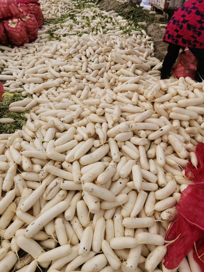 遂宁白萝卜，去头去尾，光头萝卜，泥萝卜，各种工厂货