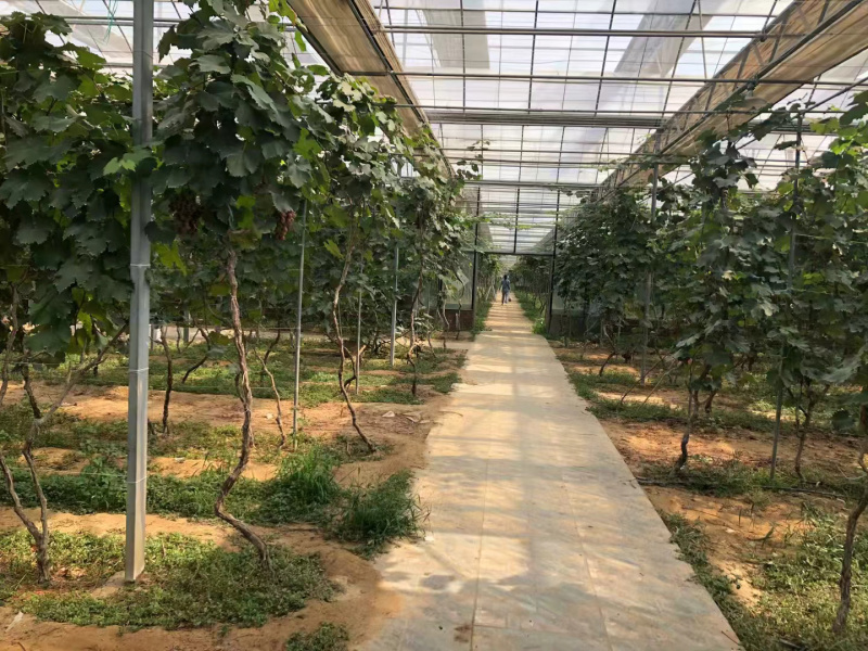 1万平方的以色列大棚出租