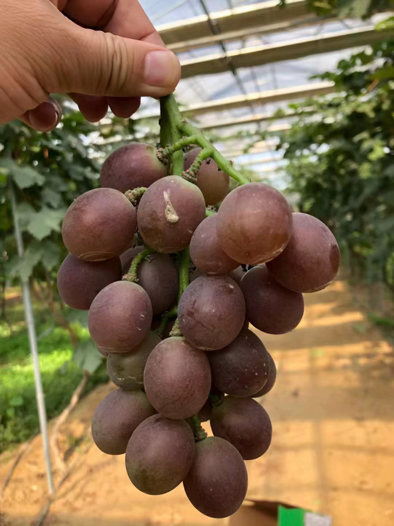 1万平方的以色列大棚出租