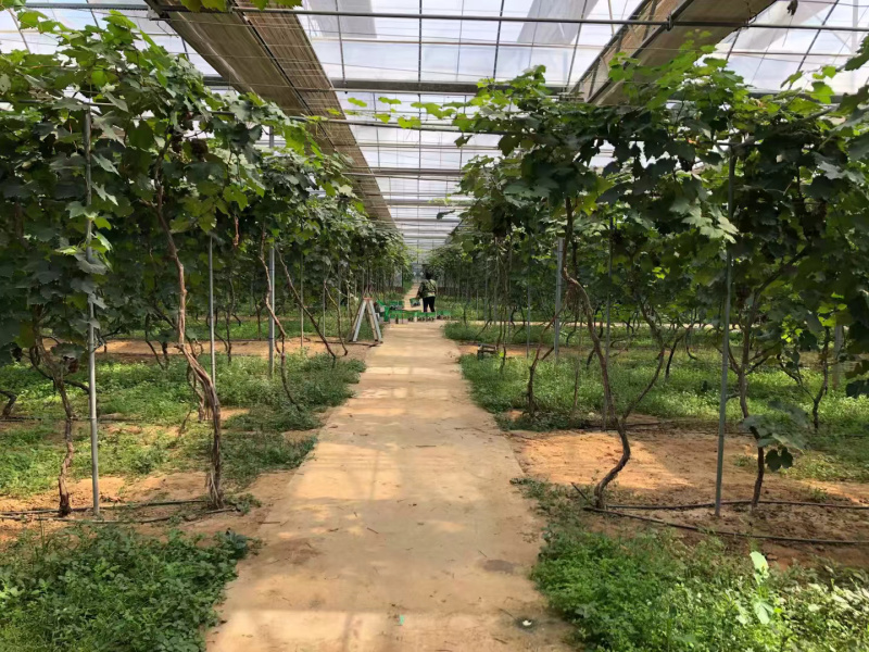 1万平方的以色列大棚出租