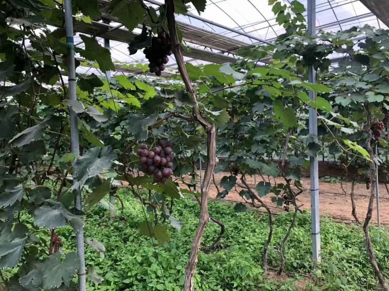 1万平方的以色列大棚出租